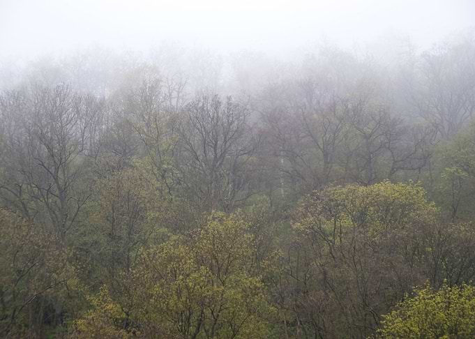 In The Harz Mountains