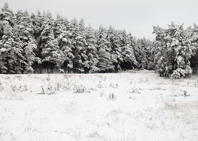 Winter Scene With HoarFros