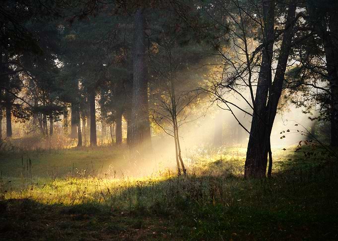 Sunbeams In Fog In The For