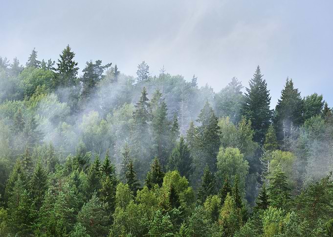 Forest Covered Hills In La