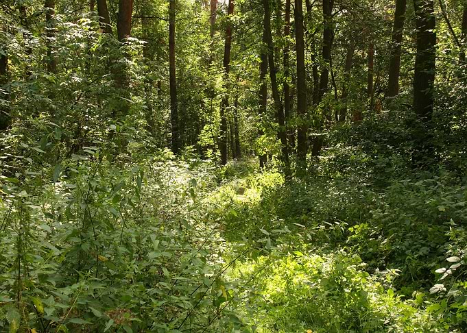 Green Forest