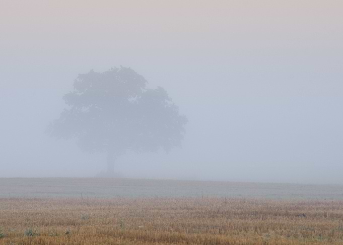 Lonely Tree In The Field I
