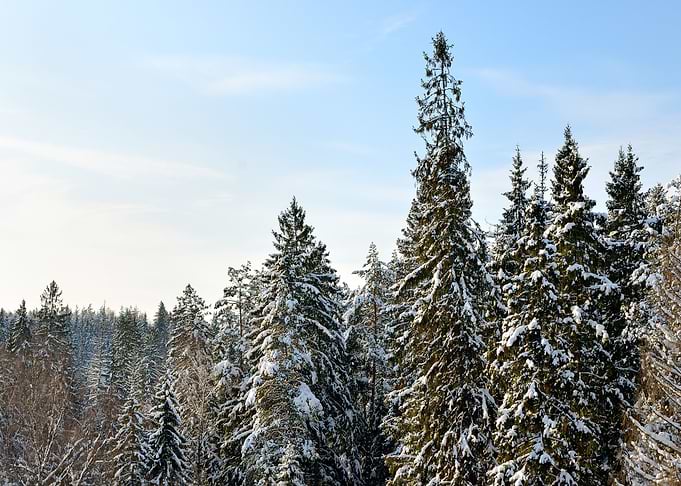 Snow Covered Sunny Winter