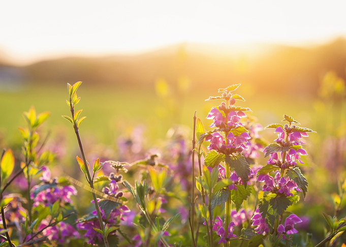Summer Meadow With Colorfu