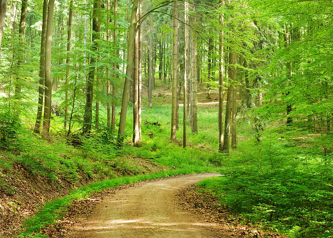 A Beech Tree Forest In Ger