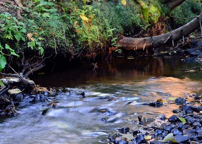 Forest River Scene