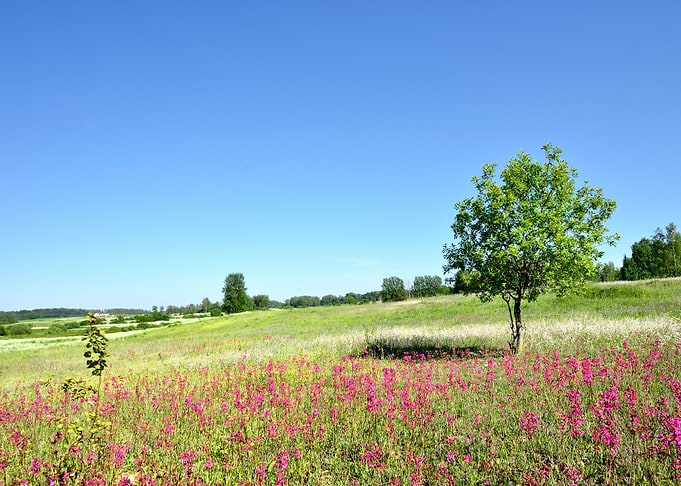 Classic Rural Landscape Fl