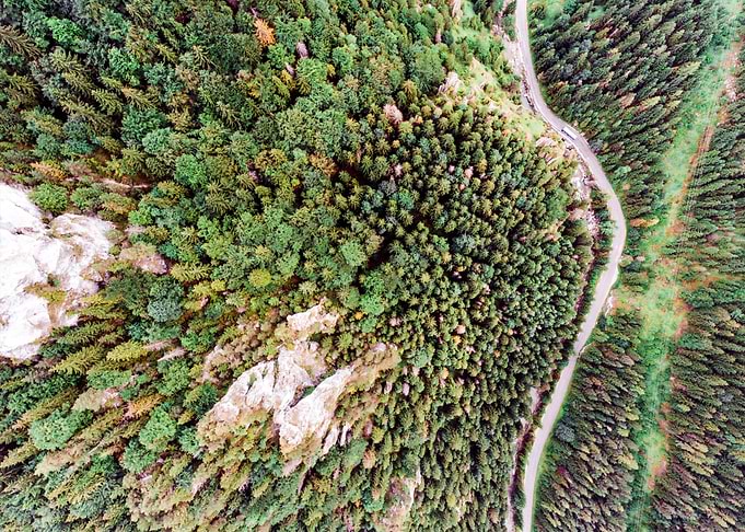 Road In Coniferous Forest