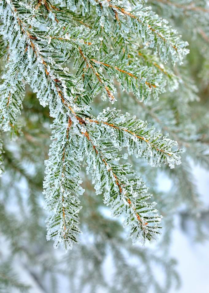 Pine Tree Covered With Fro