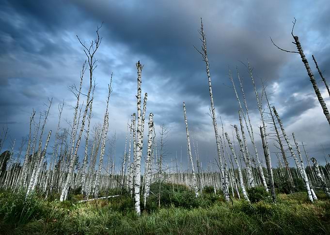 Swamp With Birch Trees In