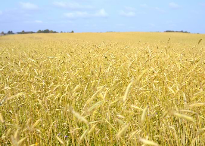 Agriculture View Wheat Fie