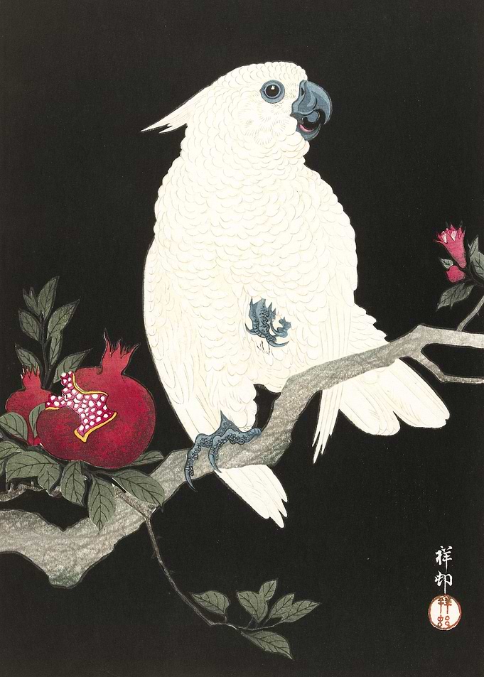 Cockatoo and pomegranate