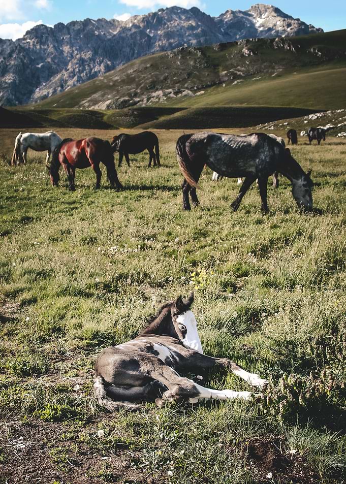 The colts nap