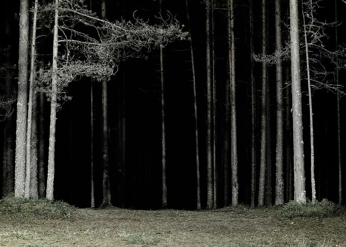 Forest Scene By Night