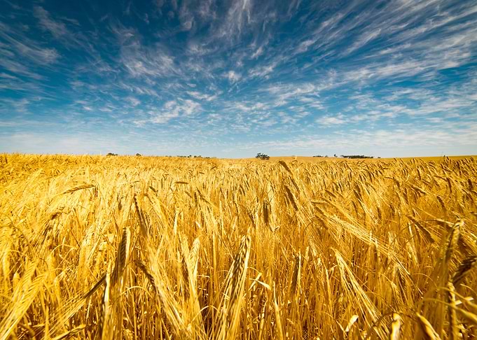 Field Of Golden Wheat Unde