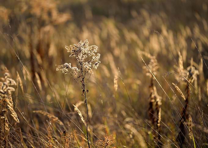 Grass CloseUp During The S