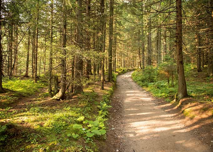 Path Among The Trees In Su