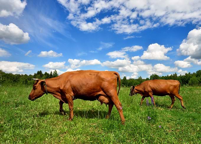 Two Cows At The Green Fiel