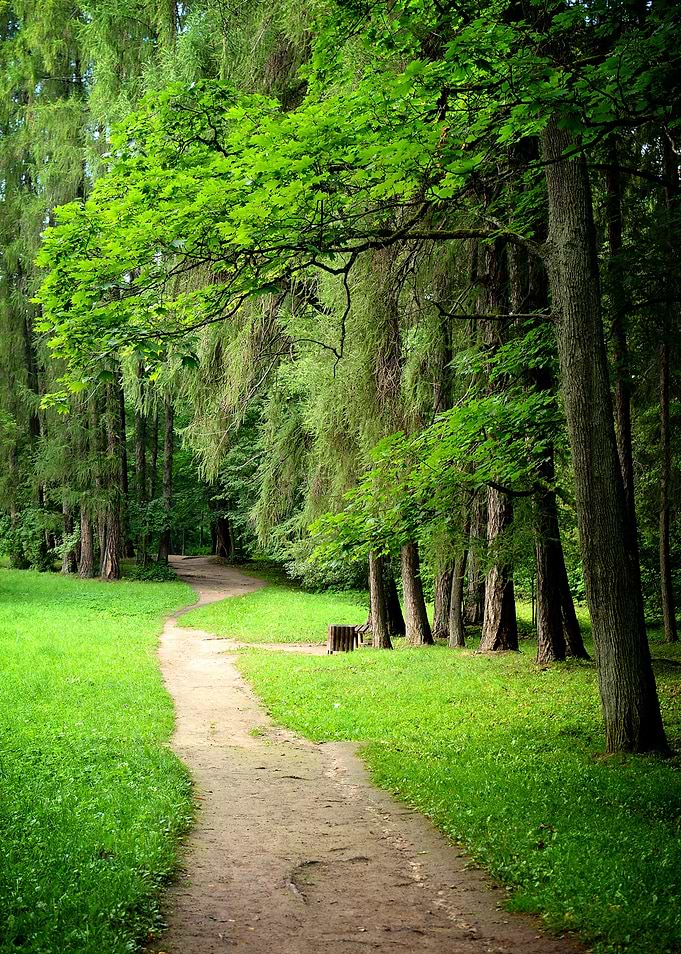 Forest Park Road View