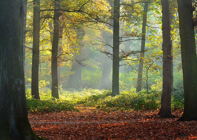Autumn Forest Nachtegalenp