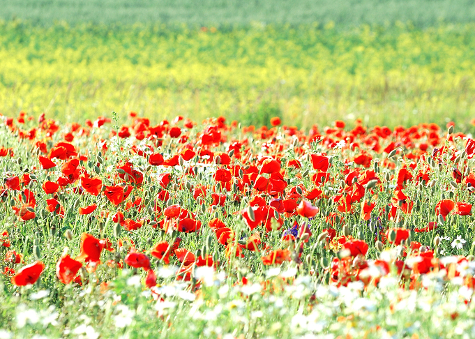 A Poppy Field In Latvia