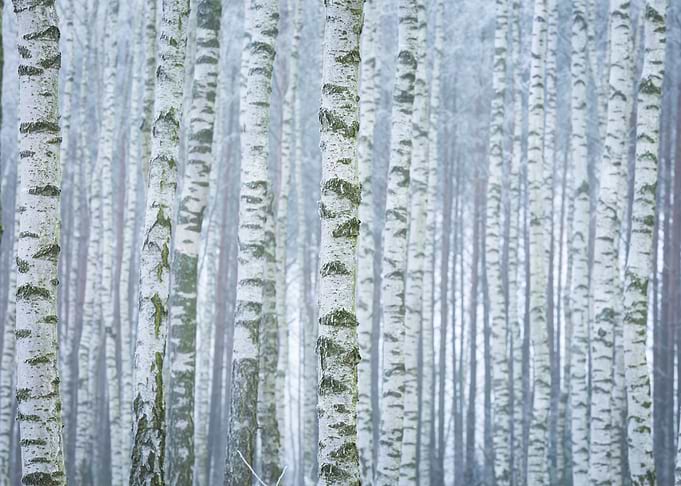 Frosty Birch Forest