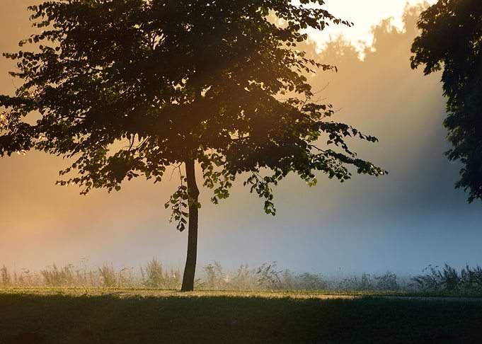 Mystical Tree Silhouette I