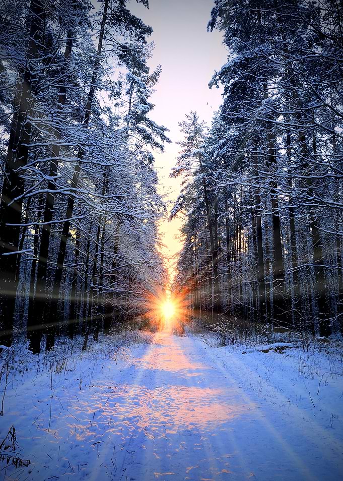Sun Rays In Winter Forest