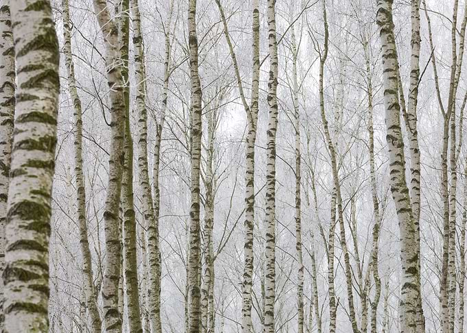 Frosty Birch Forest
