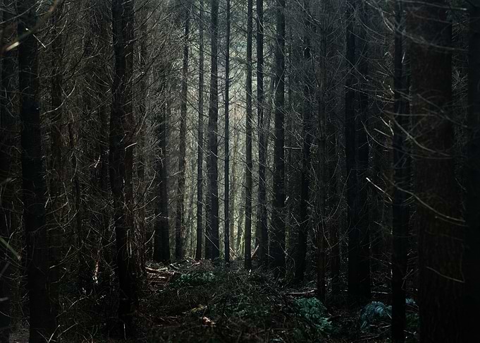 Autumn Forest In The Nethe