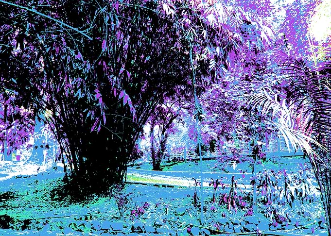 tree 003