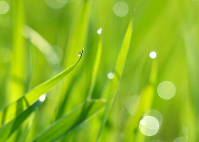 Fresh Green Grass With Wat