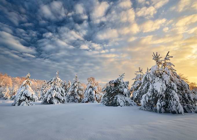 Snow Covered Winter Forest