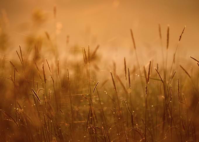 Grass In The Morning Fog A