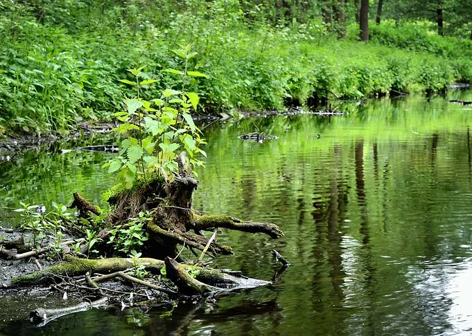 Forest River Scene