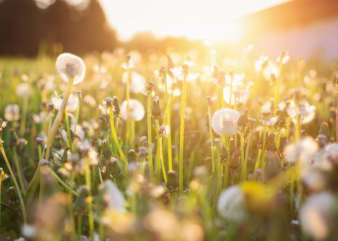 Green Summer Meadow With D
