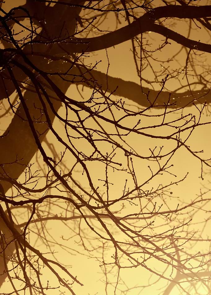 CloseUp Of A Tree In The F