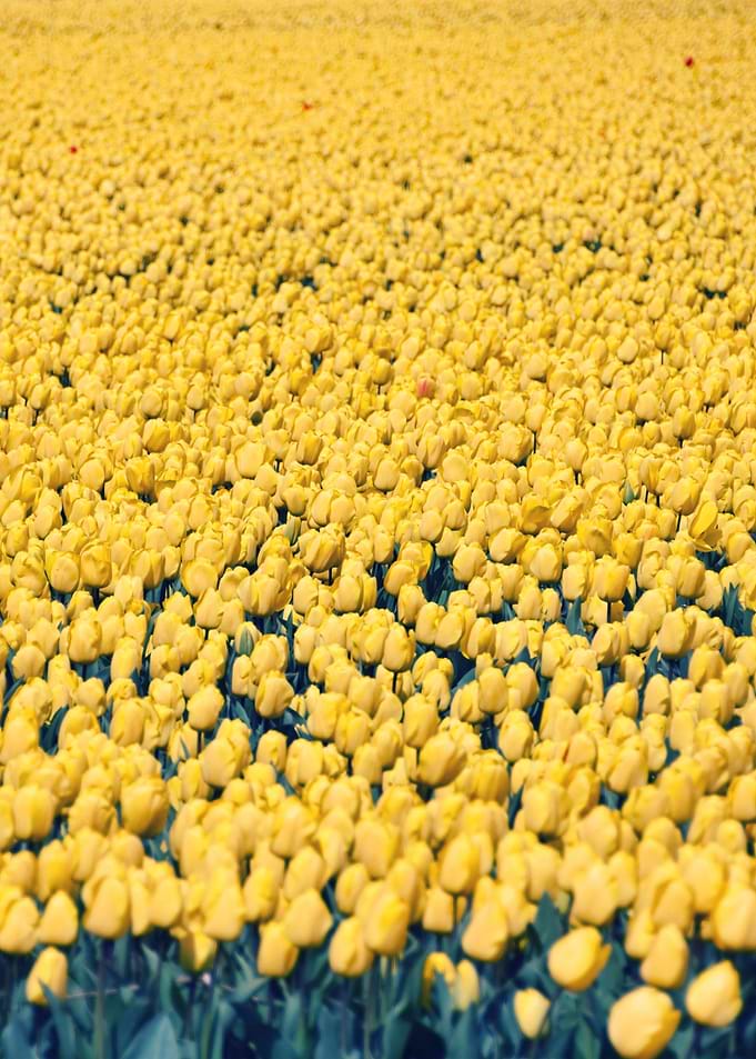 Tulips field 6