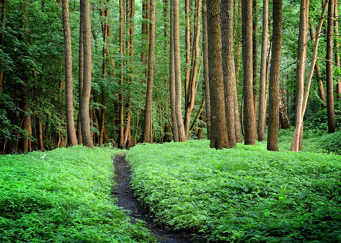 Forest Road Scene