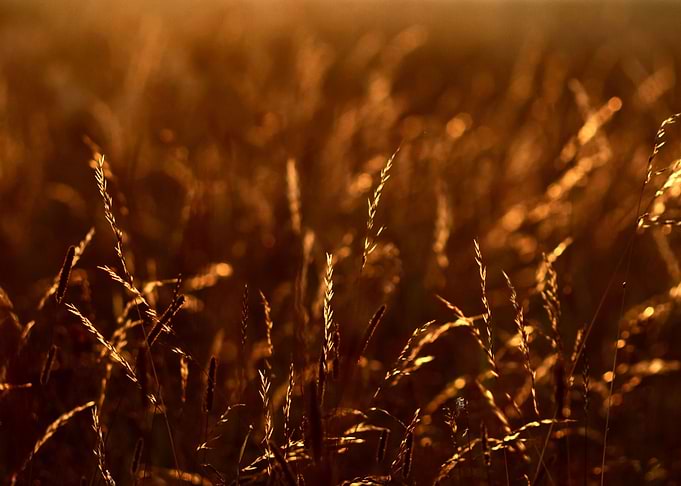 Sunset Grass