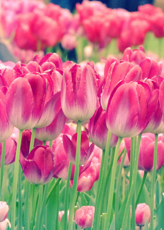 Tulips field 4
