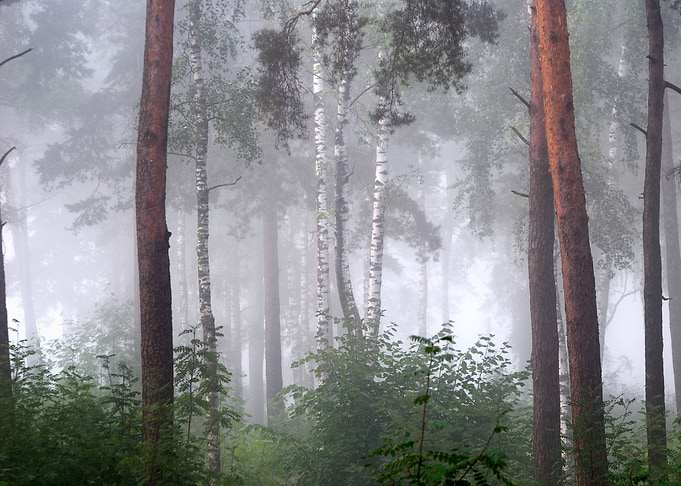 A North Forest In Fog Latv
