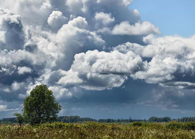 A Tree In The Field