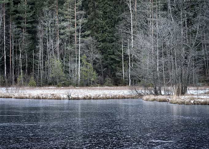 Iced Forest Lake