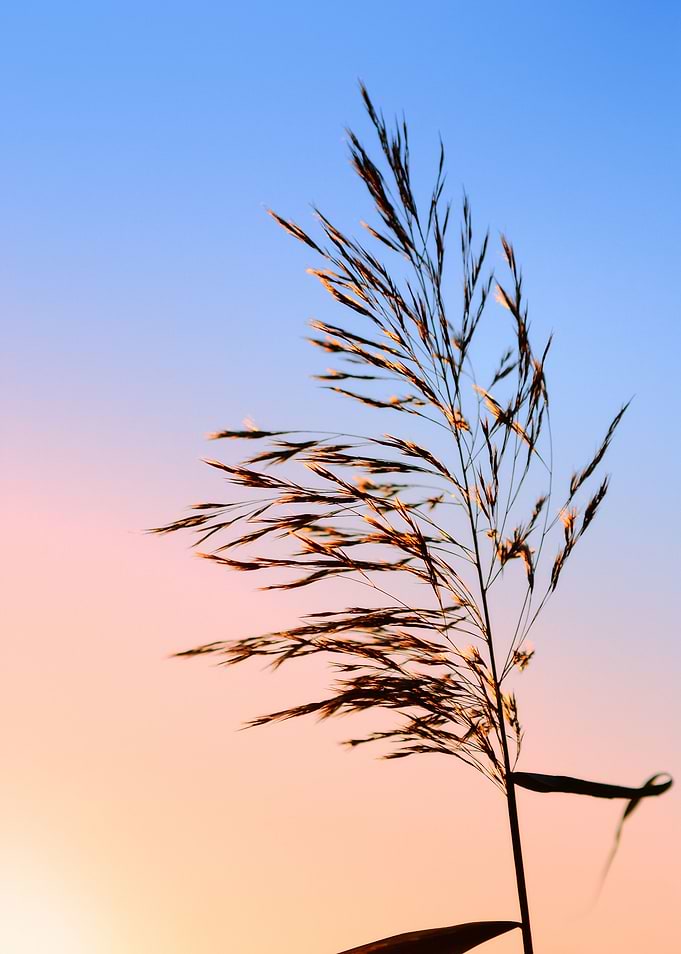 Sunset Grass