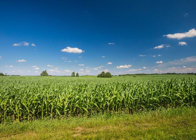 Young Cereal Field