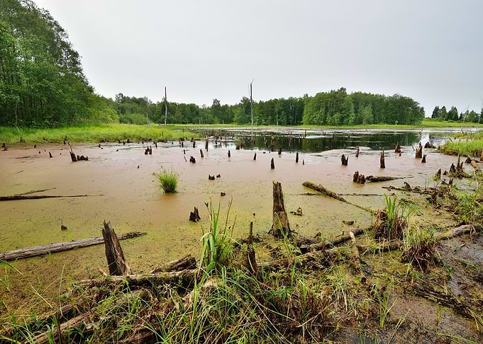 Bog In The Forest