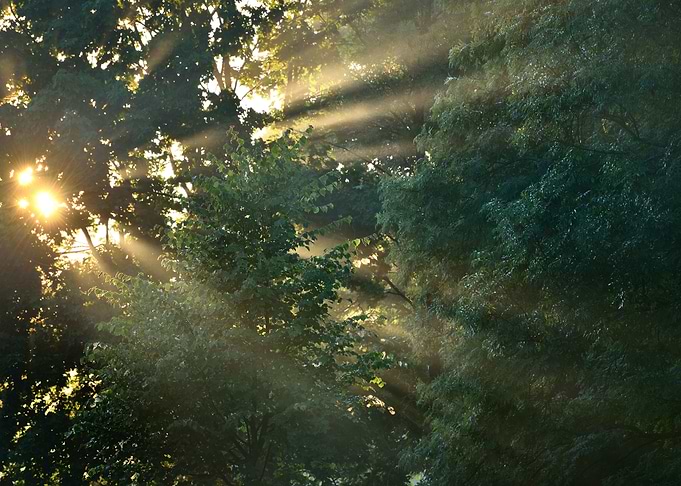 Sunbeams In Strong Fog In
