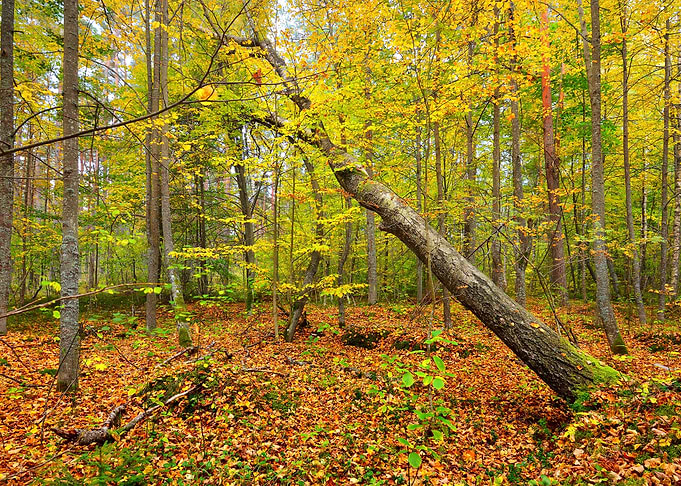 Autumn Forest Landscape