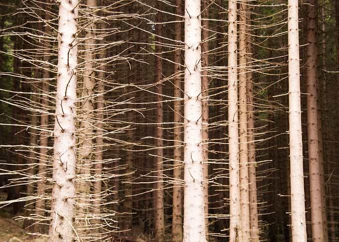 In The Harz Mountains